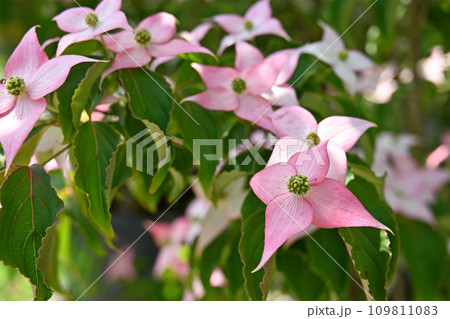 樹木：ベニバナヤマボウシ　ミズキ科 109811083