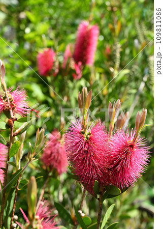 樹木：ブラシノキ　フトモモ科 109811086