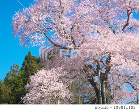 一本桜 - 豪快に咲く満開の戸津辺の桜 一本桜 - 豪快に咲く満開の戸津辺の桜 109811185