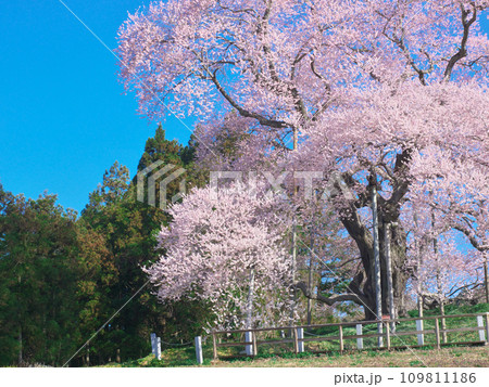 一本桜 - 豪快に咲く満開の戸津辺の桜 一本桜 - 豪快に咲く満開の戸津辺の桜 109811186