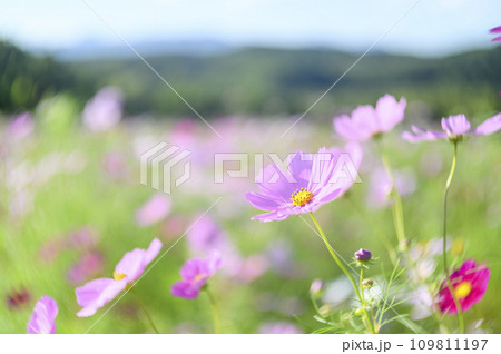 満開のコスモス(特殊撮影による柔らかいトーン) 満開のコスモス(特殊撮影による柔らかいトーン) 109811197