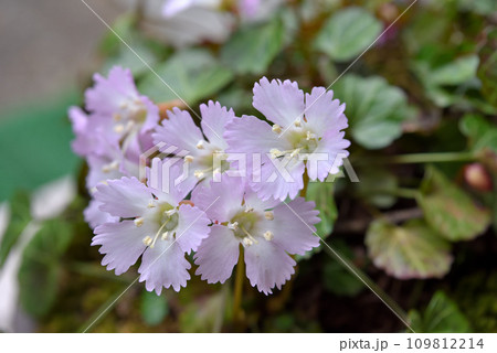 可憐な薄紫のイワウチワの花 可憐な薄紫のイワウチワの花 109812214