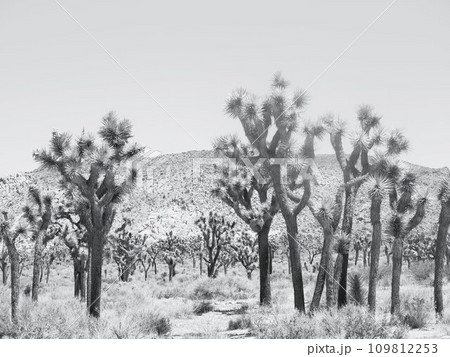 カリフォルニア　ジョシュアツリー国立公園（白黒） 109812253
