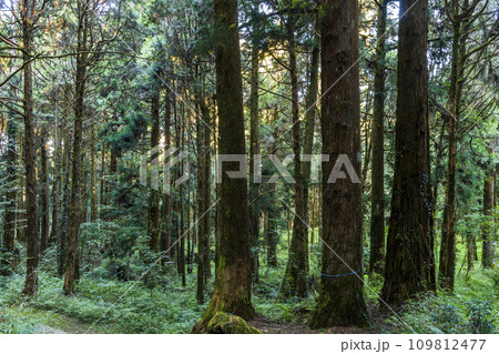 Beautiful green forest at the Alishan Forest Recreation Area in Chiayi, Taiwan. Beautiful green forest at the Alishan Forest Recreation Area in Chiayi, Taiwan. 109812477