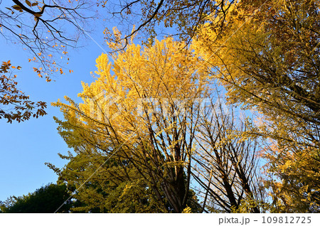 イチョウ 109812725