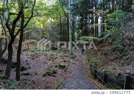 大山(神奈川県伊勢原市)登山道　女坂の風景 109812775