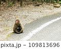 親子猿 109813696