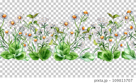Seamless border of meadow medicinal flower, herb plants watercolor illustration isolated on white. Daisy, chamomile, nettle, achillea yarrow board hand drawn. Design for label, package, print Seamless border of meadow medicinal flower, herb plants watercolor illustration isolated on white. Daisy, chamomile, nettle, achillea yarrow board hand drawn. Design for label, package, print 109813707