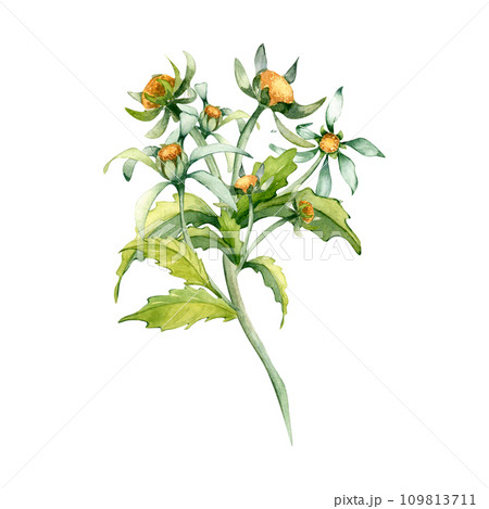 Bidens flower, beggarticks medicinal plant watercolor illustration isolated on white background. Yellow flower, useful herb bur marigold hand drawn. Design for label, package, postcard 109813711