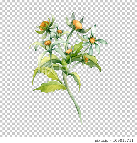 Bidens flower, beggarticks medicinal plant watercolor illustration isolated on white background. Yellow flower, useful herb bur marigold hand drawn. Design for label, package, postcard 109813711