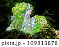 ウィルソン株 109813878