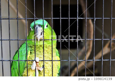 動物園の金網にしがみつくインコ 109814139