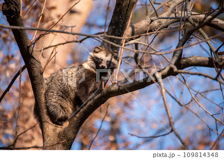 木に登るタヌキ 109814348
