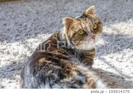 見つめる猫 見つめる猫 109814370