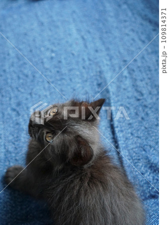一点集中の黒の子猫 一点集中の黒の子猫 109814371
