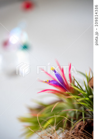 エアプランツの花 エアプランツの花 109814386