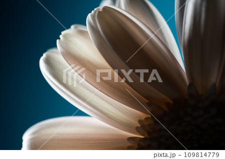 ガーベラの花びら ガーベラの花びら 109814779