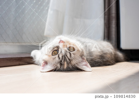 日向ぼっこする子猫 日向ぼっこする子猫 109814830