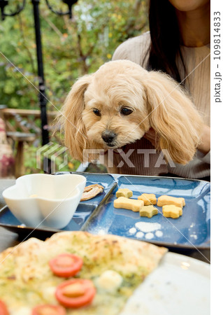 ドッグカフェで愛犬と触れ合う女性 109814833