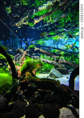 水草と熱帯魚 109814843