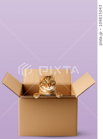 Cute Bengal cat sitting in a cardboard box. 109815043