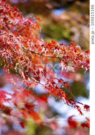 紅葉の秋 109815166