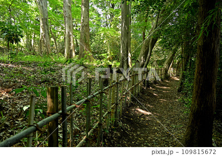 川口散歩・安行ふるさとの森 川口市安行領家 川口散歩・安行ふるさとの森 川口市安行領家 109815672