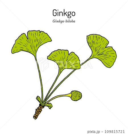 Ginkgo biloba, ginkgo or maidenhair tree. Medicinal plant Ginkgo biloba, ginkgo or maidenhair tree. Medicinal plant 109815721