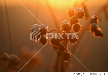 Frozen Onopordum acanthium .Frost on branches. Beautiful winter seasonal natural background. Frozen Onopordum acanthium .Frost on branches. Beautiful winter seasonal natural background. 109815781