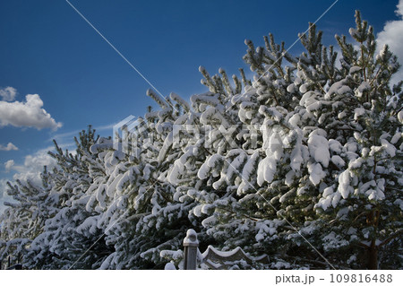 Snowy landscape reminding quiet, peaceful side of winter 109816488