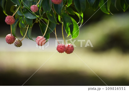 ヤマボウシの実 ヤマボウシの実 109816551