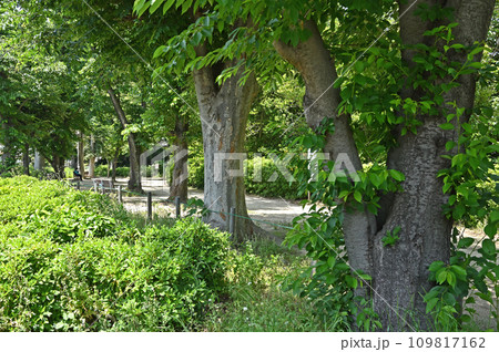 川口散歩・新郷貝塚若宮公園　川口市東貝塚 109817162