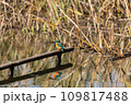 カワセミがエサを捕った 109817488