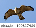 青空を飛ぶノスリ 109817489