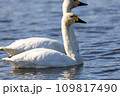 冬の渡り鳥　白鳥 109817490