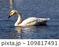 白鳥 109817491