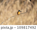 枝にとまるカワセミ 109817492