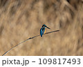 魚を狙うカワセミ 109817493