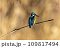 獲物を狙うカワセミ 109817494