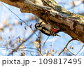 木の枝に止まるアカゲラ 109817495