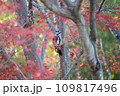 紅葉したモミジとアカゲラ 109817496
