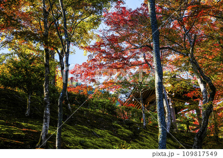 常寂光寺(京都)境内の紅葉 常寂光寺(京都)境内の紅葉 109817549