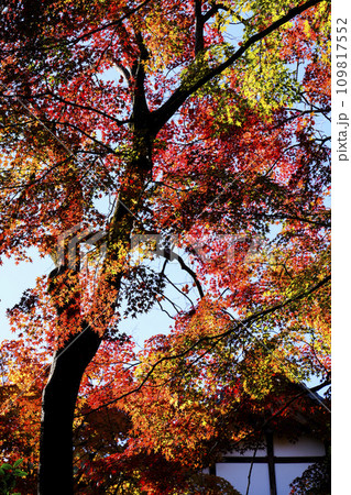 常寂光寺(京都)境内の紅葉 常寂光寺(京都)境内の紅葉 109817552