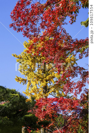 常寂光寺(京都)境内の紅葉 常寂光寺(京都)境内の紅葉 109817554