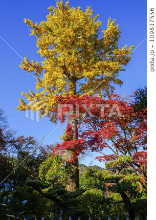 常寂光寺（京都）境内の紅葉 109817556