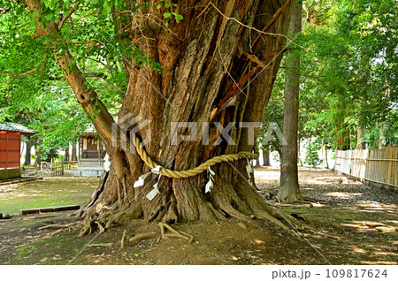 川口散歩・峯ヶ岡八幡神社 川口市峯 川口散歩・峯ヶ岡八幡神社 川口市峯 109817624
