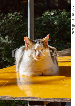 机の上で日向ぼっこする猫 机の上で日向ぼっこする猫 109817773