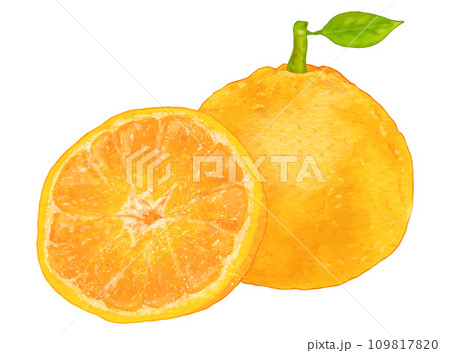 リアルな葉付き夏みかん・甘夏2個 109817820