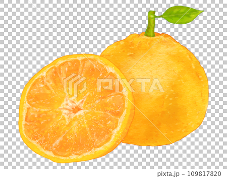 リアルな葉付き夏みかん・甘夏2個 109817820