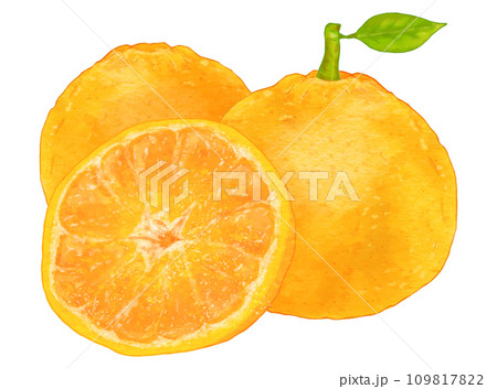 リアルな葉付き夏みかん・甘夏3個 109817822